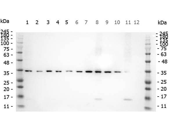 Smad3 [p Ser423, p Ser425] Antibody