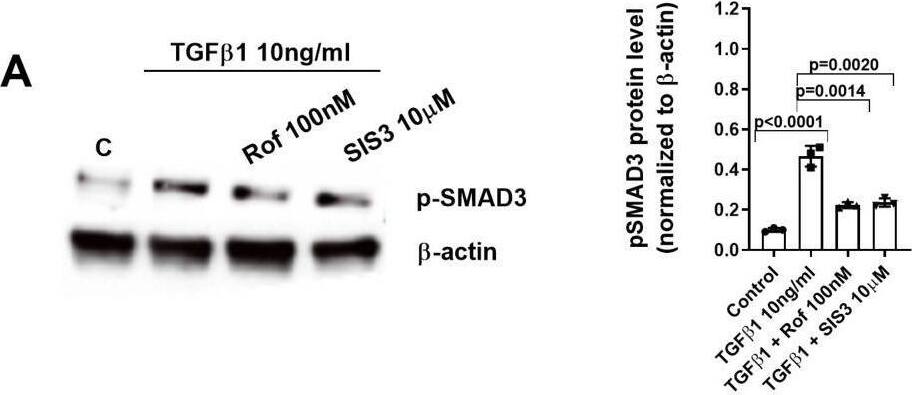 Smad3 [p Ser423, p Ser425] Antibody - BSA Free