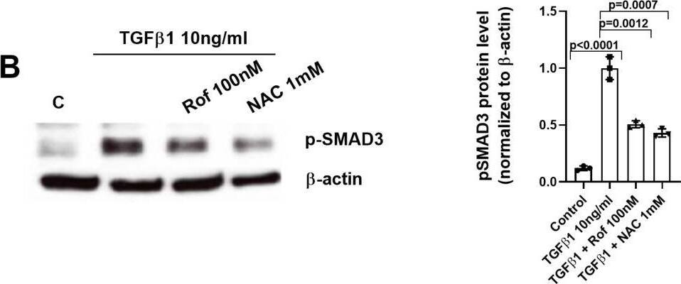 Smad3 [p Ser423, p Ser425] Antibody - BSA Free