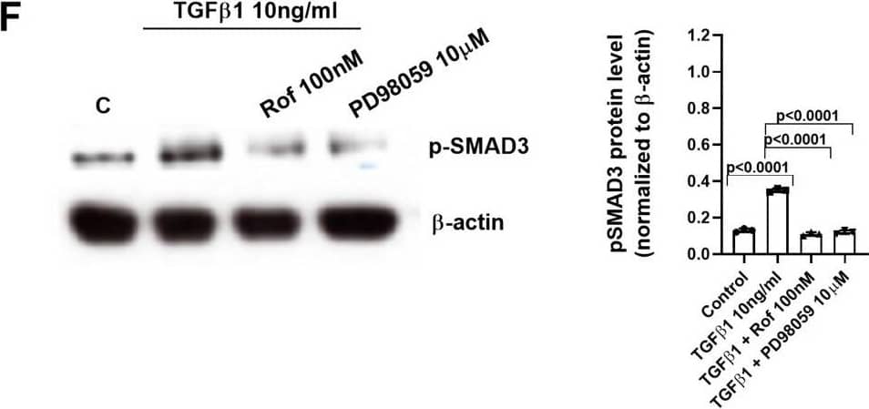Smad3 [p Ser423, p Ser425] Antibody - BSA Free