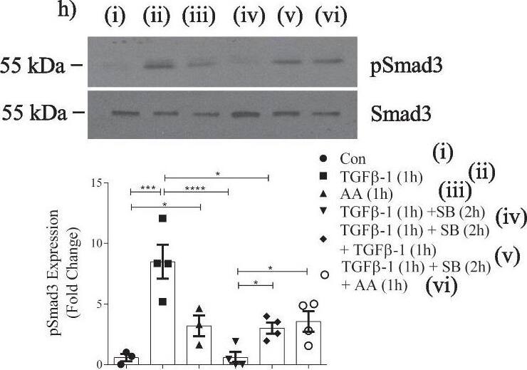 Smad3 [p Ser423, p Ser425] Antibody - BSA Free
