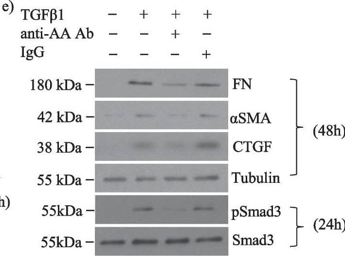 Smad3 [p Ser423, p Ser425] Antibody - BSA Free