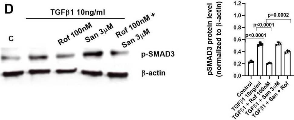 Smad3 [p Ser423, p Ser425] Antibody - BSA Free