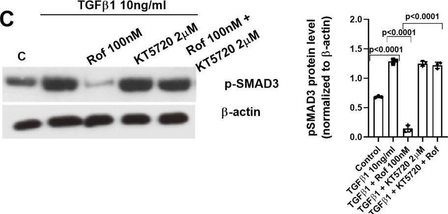 Smad3 [p Ser423, p Ser425] Antibody - BSA Free