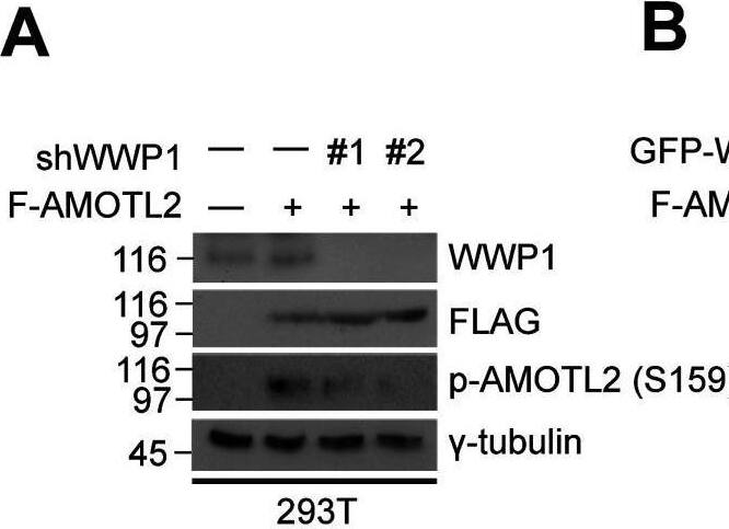 WWP1 Antibody (1A7) - Azide and BSA Free