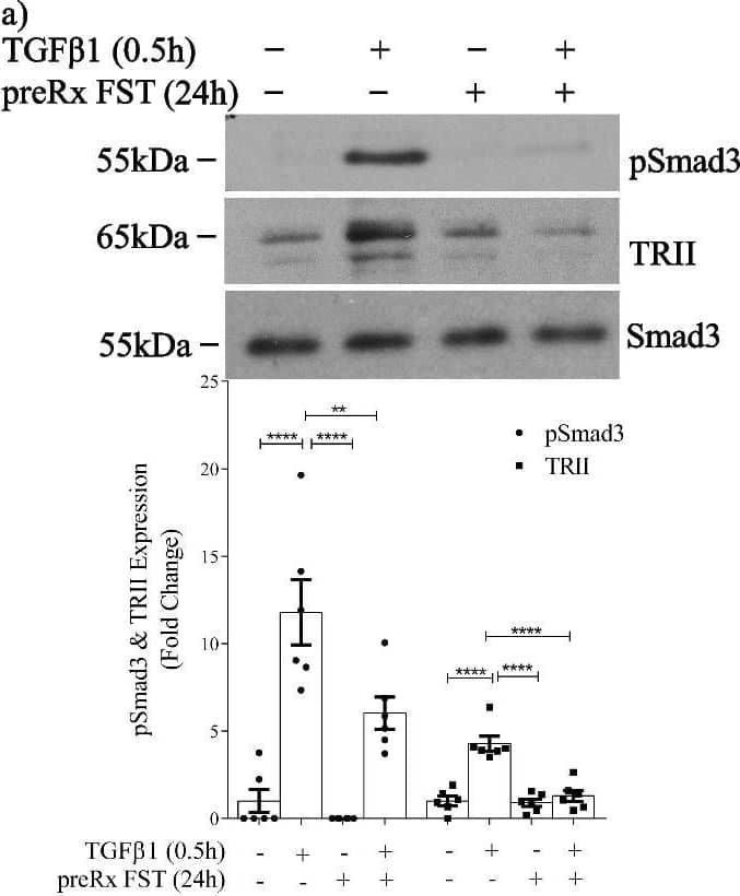 Smad3 [p Ser423, p Ser425] Antibody - BSA Free