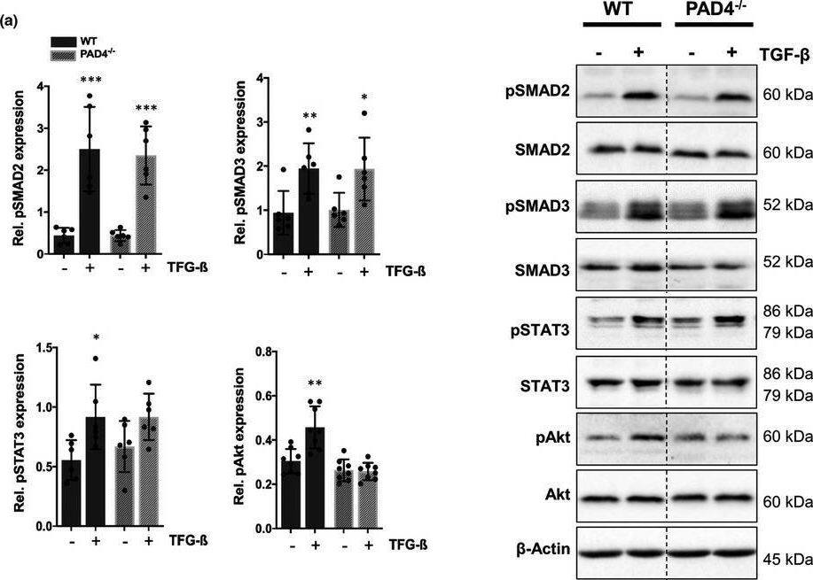 Smad3 [p Ser423, p Ser425] Antibody - BSA Free