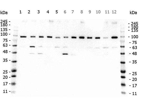 KAT4/TBP Associated Factor 1 Antibody