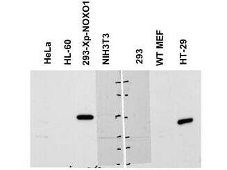 NOXO1 Antibody