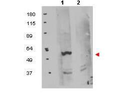 FKBP38 Antibody