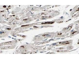 iASPP Antibody