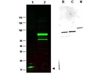 SPANXC Antibody