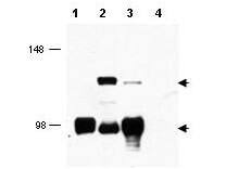 TORC1 Antibody