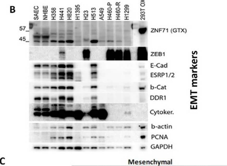 ESRP1/2 Antibody (23A7.C9) - BSA Free