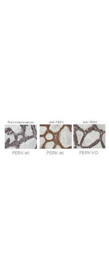 PERK Antibody