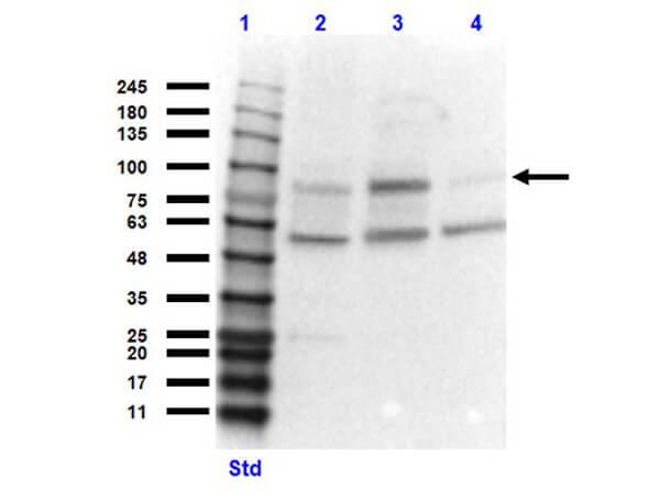 Cullin 4a Antibody - N-terminal