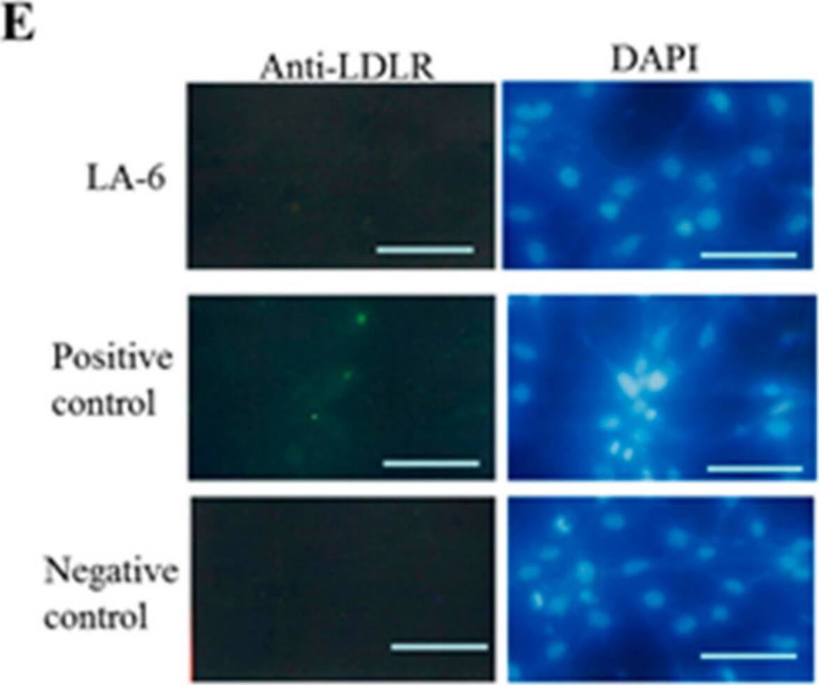 LDLR Antibody (C7) - BSA Free