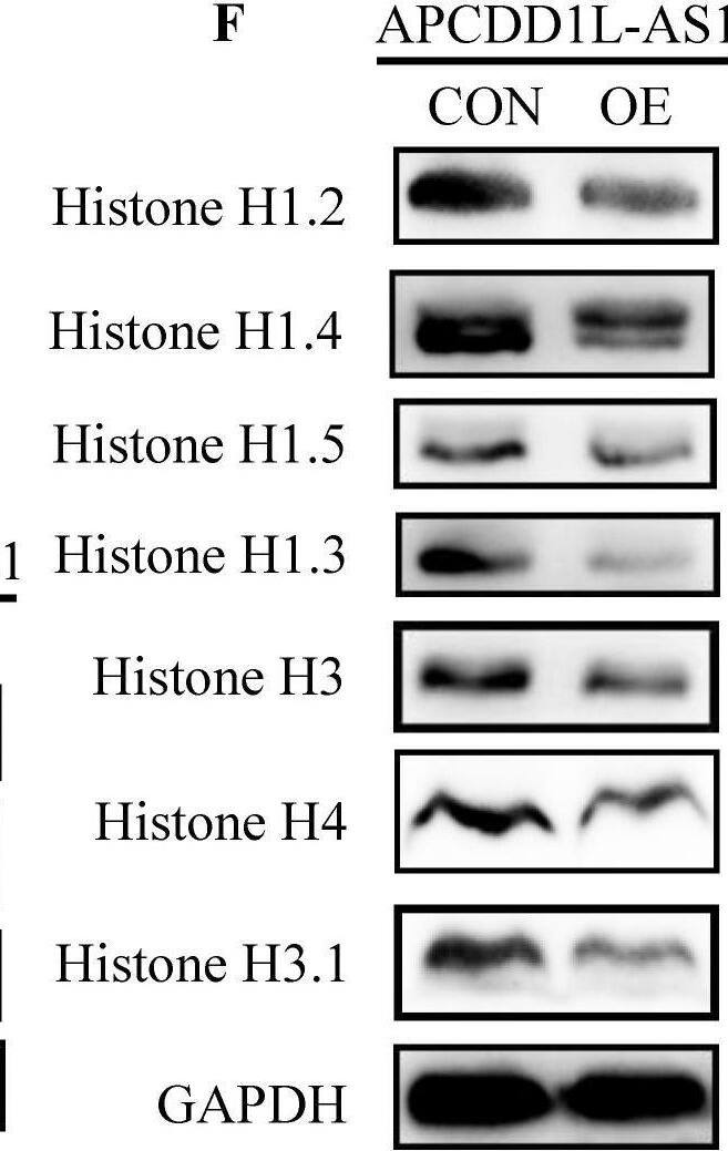 Histone H3.1 Antibody