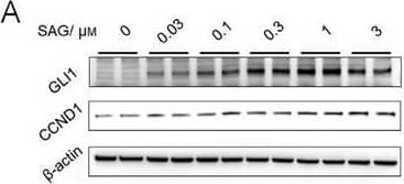 GLI-1 Antibody - BSA Free