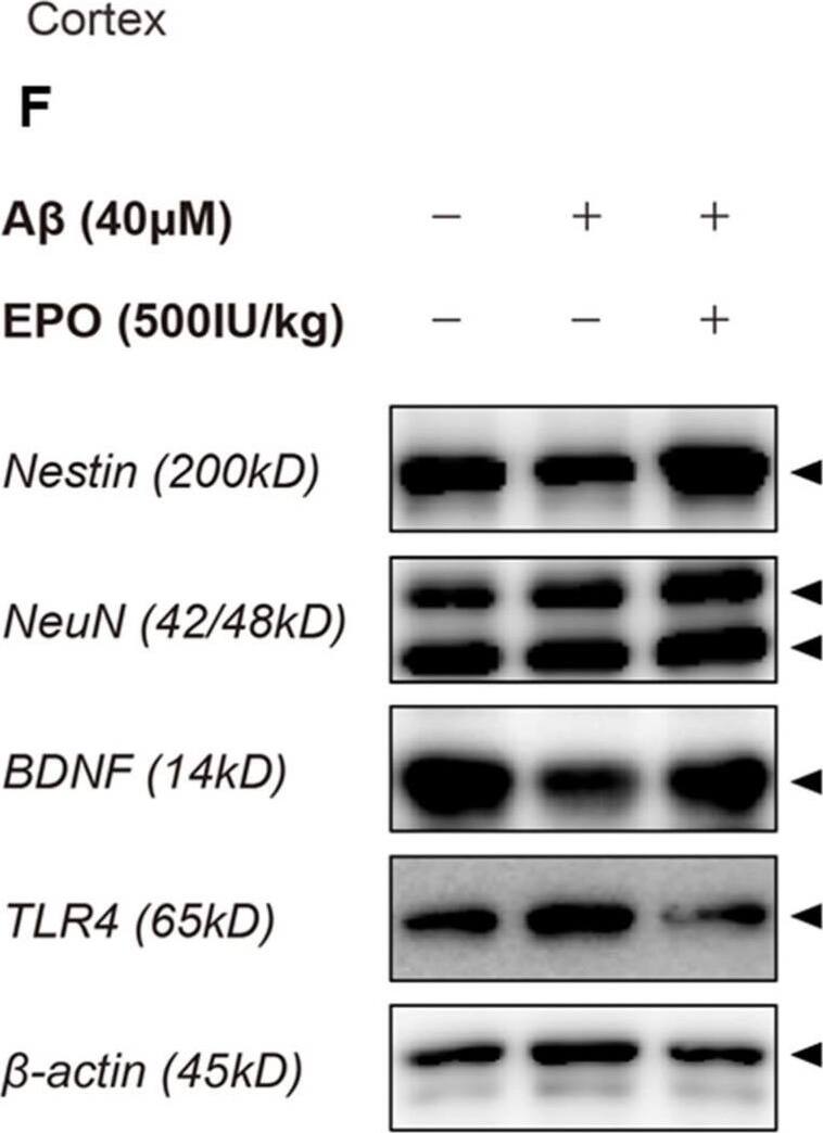 TLR4 Antibody - BSA Free