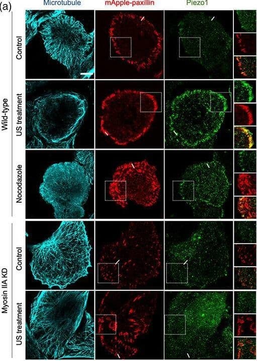 PIEZO1 Antibody - BSA Free