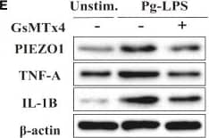 PIEZO1 Antibody - BSA Free