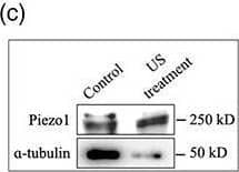 PIEZO1 Antibody - BSA Free