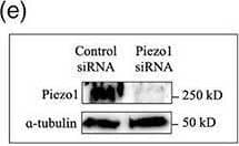 PIEZO1 Antibody - BSA Free