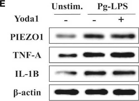PIEZO1 Antibody - BSA Free