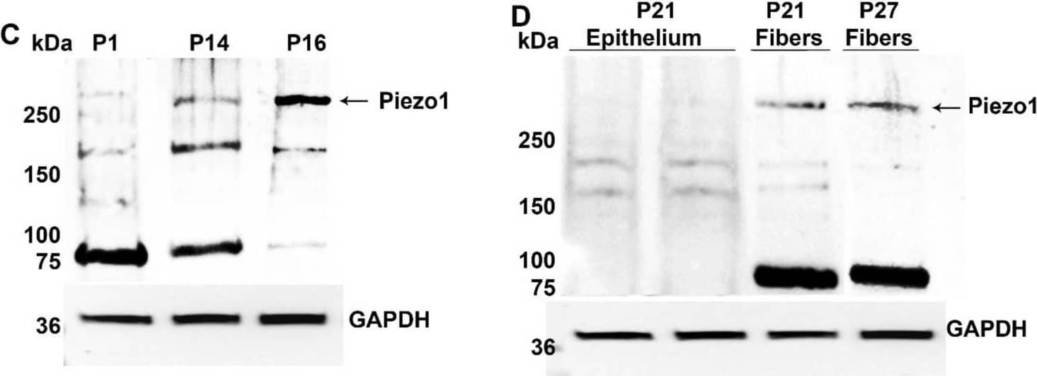 PIEZO1 Antibody - BSA Free