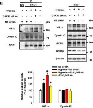 BICD1 Antibody