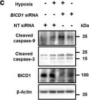 BICD1 Antibody