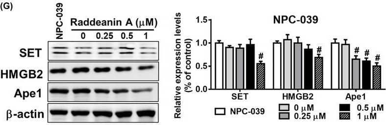 SET Antibody - BSA Free