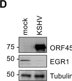 EGR1 Antibody - BSA Free