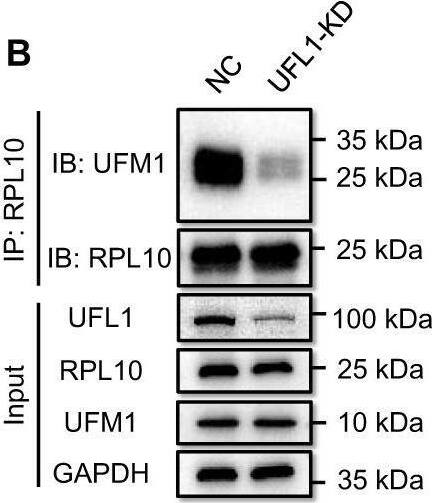 UFL1 Antibody