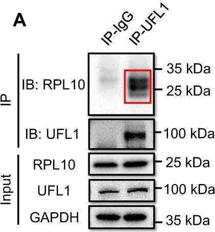 UFL1 Antibody