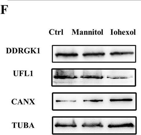 UFL1 Antibody