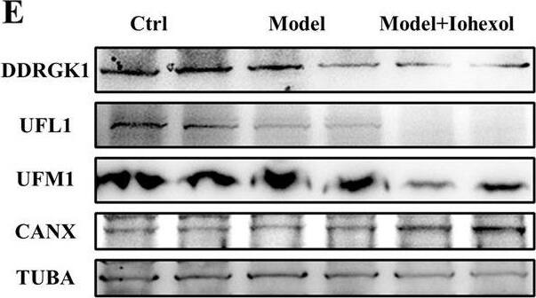 UFL1 Antibody