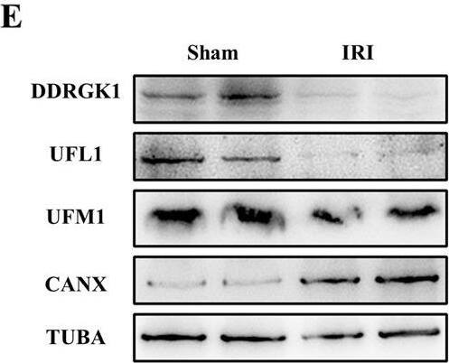 UFL1 Antibody