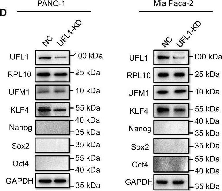 UFL1 Antibody