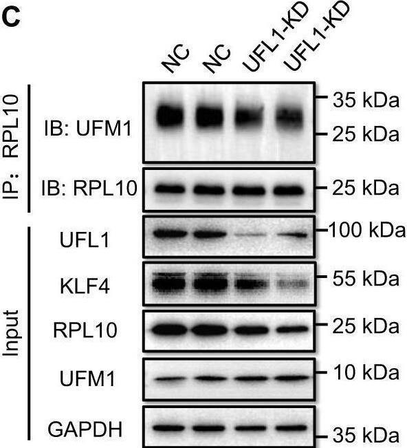 UFL1 Antibody