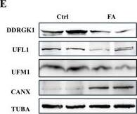 UFL1 Antibody
