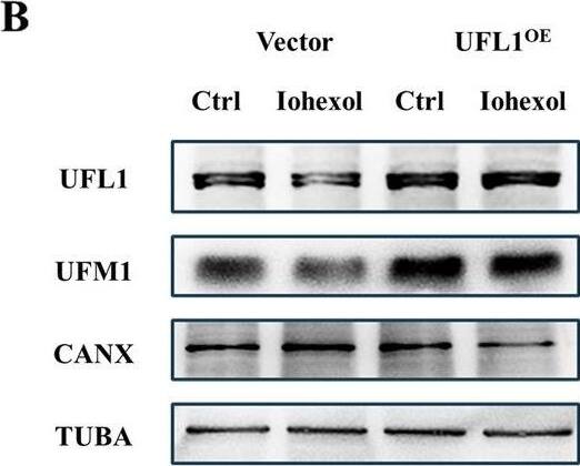 UFL1 Antibody