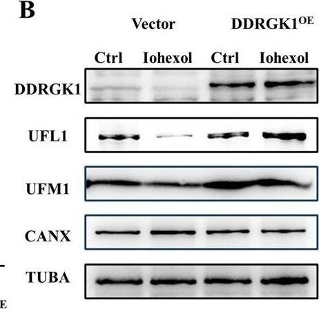 UFL1 Antibody