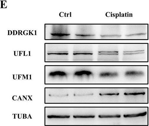 UFL1 Antibody