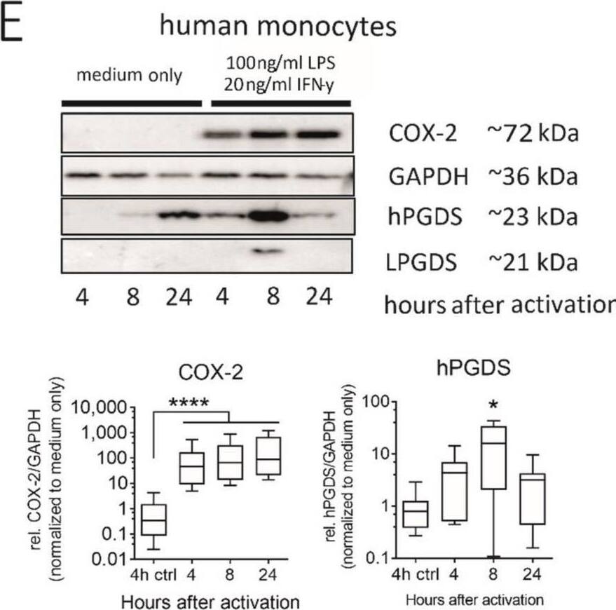PGD2 Synthase/PTGDS Antibody - BSA Free