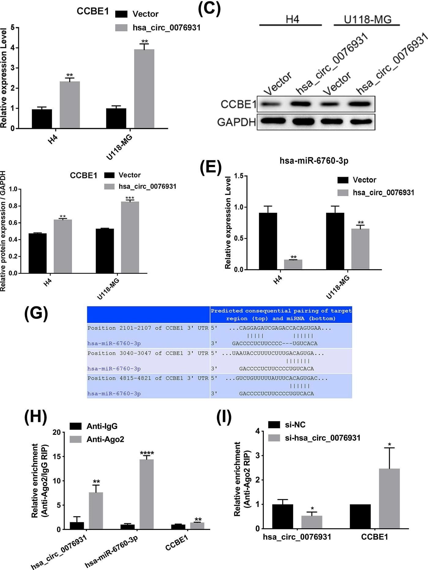CCBE1 Antibody