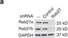 RAB27B Antibody