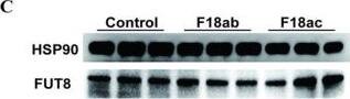 Fucosyltransferase 8/FUT8 Antibody - BSA Free