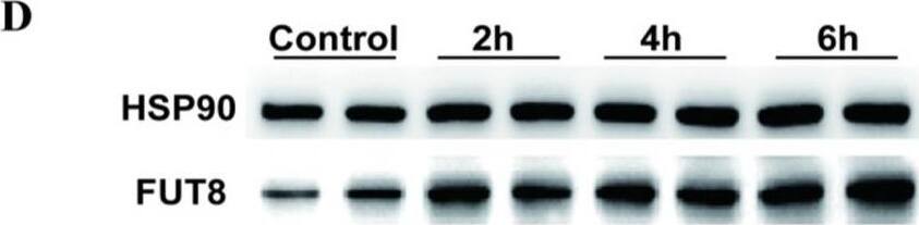 Fucosyltransferase 8/FUT8 Antibody - BSA Free